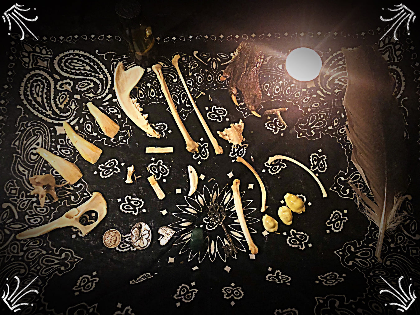 Wicked Bones & Curios